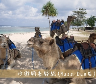 沙灘騎乘駱駝Camel Safari