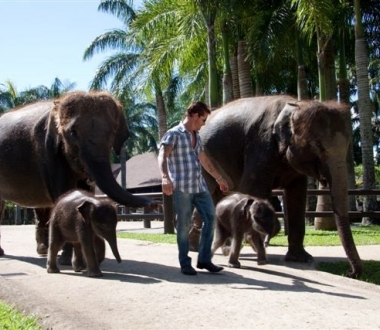 The Elephant Safari Park